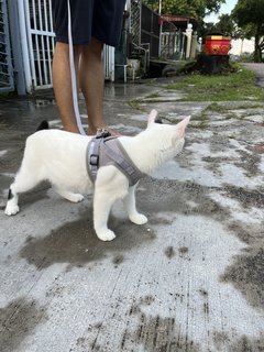 Boy &amp; Girl - Domestic Short Hair Cat