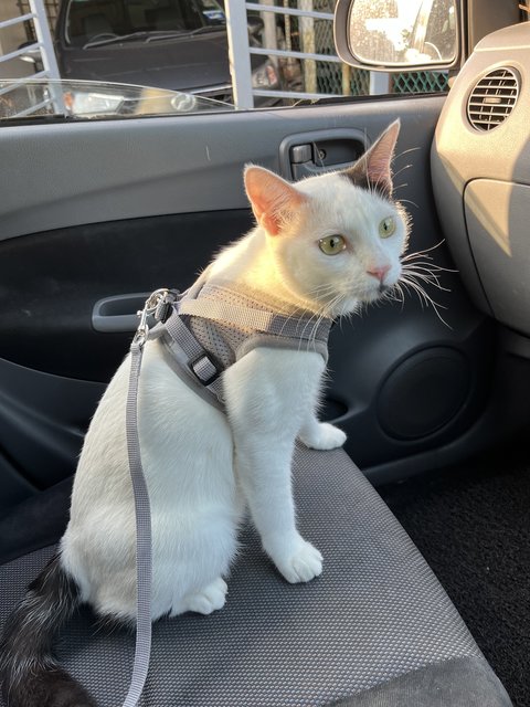 Boy &amp; Girl - Domestic Short Hair Cat