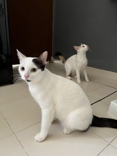 Boy &amp; Girl - Domestic Short Hair Cat