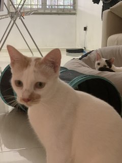 Boy &amp; Girl - Domestic Short Hair Cat