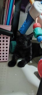 Handsome Boy - Domestic Medium Hair + Domestic Long Hair Cat