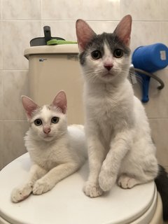 Soba &amp; Nori - Domestic Short Hair Cat