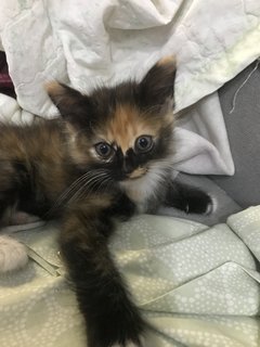 Pumpkin  - Domestic Long Hair Cat