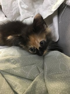 Pumpkin  - Domestic Long Hair Cat