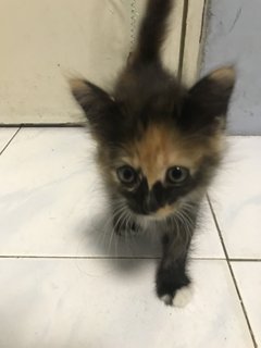 Pumpkin  - Domestic Long Hair Cat