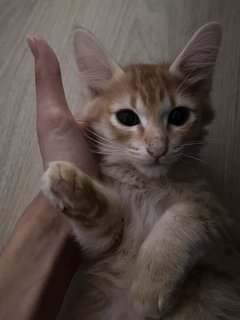 Golden Little Kitten - Domestic Short Hair Cat