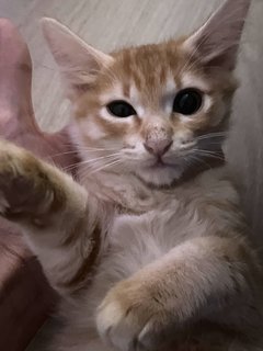 Golden Little Kitten - Domestic Short Hair Cat