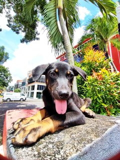 Jack - Rottweiler Mix Dog