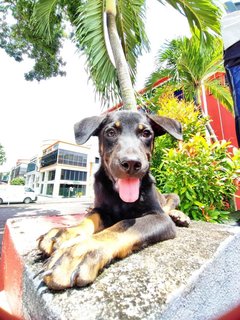 Jack - Rottweiler Mix Dog