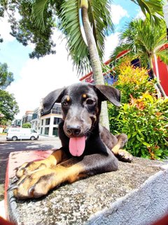 Jack - Rottweiler Mix Dog