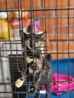 Maribelle And Blackberry - Bombay + Tortoiseshell Cat