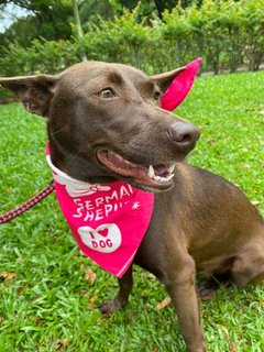 Lucky  - Mixed Breed Dog