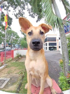 Honey - Carolina Dog Mix Dog