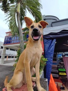 Honey - Carolina Dog Mix Dog