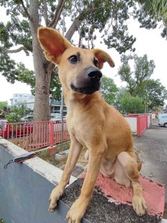 Honey - Carolina Dog Mix Dog