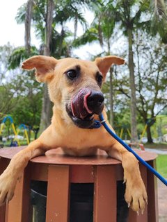 Honey - Carolina Dog Mix Dog