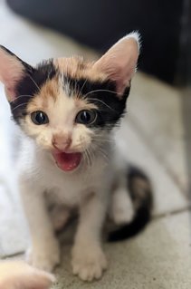 Junior - Calico Cat