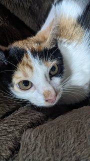 Junior - Calico Cat