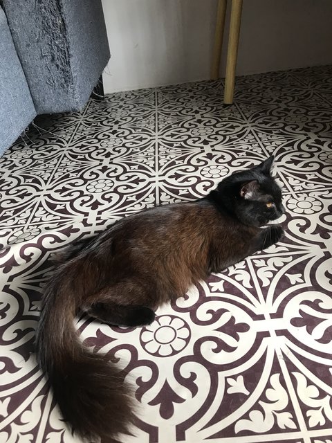 Citam - Domestic Long Hair Cat