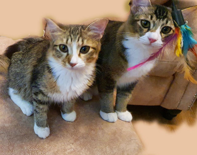 Mitty And Stripey - Domestic Long Hair + Domestic Medium Hair Cat