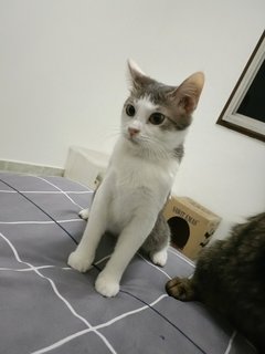 麻麻(Kuala Lumpur) - Domestic Medium Hair Cat