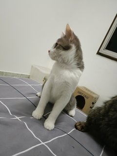 麻麻(Kuala Lumpur) - Domestic Medium Hair Cat