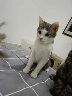 麻麻(Kuala Lumpur) - Domestic Medium Hair Cat