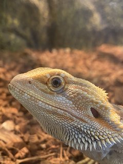 Leo - Lizard Reptile