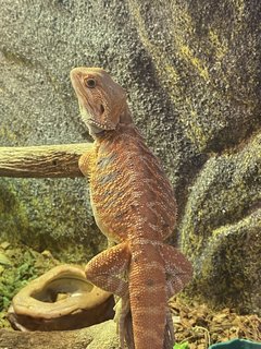 Leo - Lizard Reptile