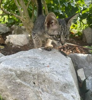 Pebbles - Tabby Cat