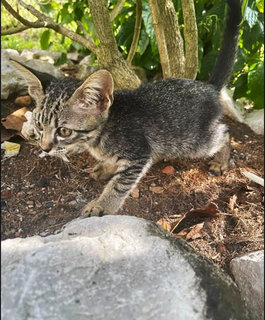 Pebbles - Tabby Cat