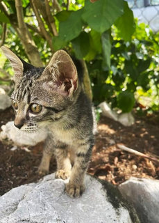 Pebbles - Tabby Cat