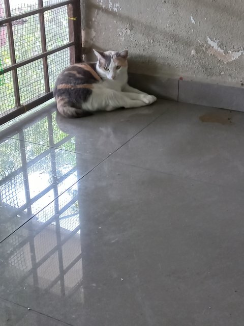 Kakak - Domestic Short Hair Cat