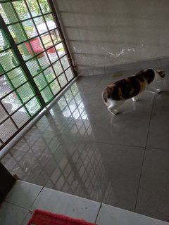 Kakak - Domestic Short Hair Cat