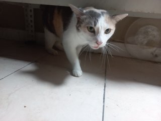 Kakak - Domestic Short Hair Cat