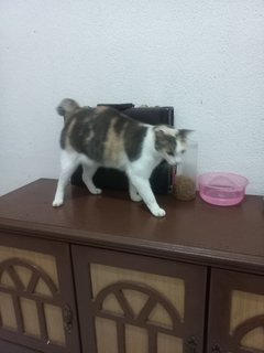 Kakak - Domestic Short Hair Cat