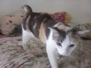 Kakak - Domestic Short Hair Cat