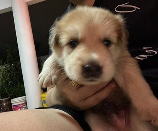 Yiyi Fluffy Pup - Mixed Breed Dog