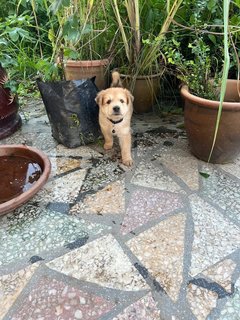 Yiyi Fluffy Pup - Mixed Breed Dog