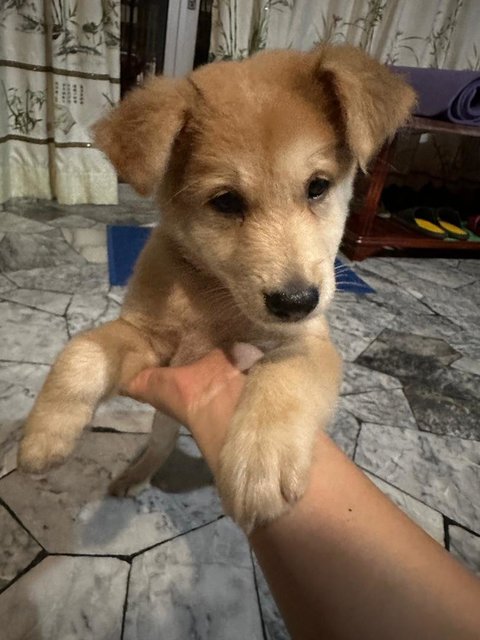 Yiyi Fluffy Pup - Mixed Breed Dog