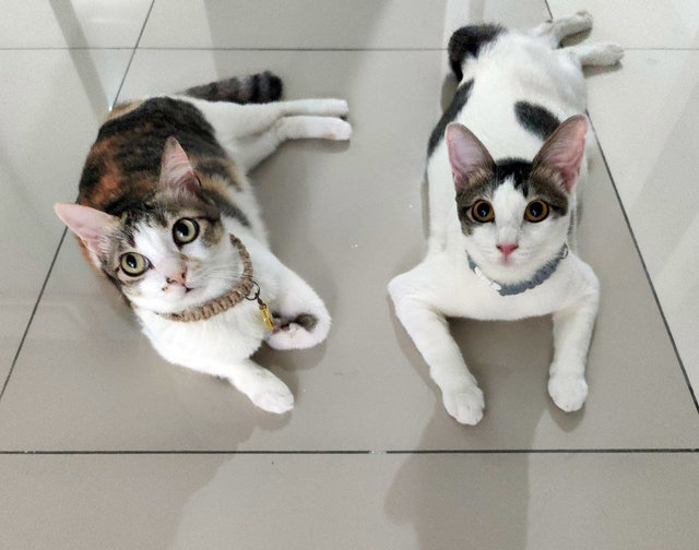 Kimi &amp; Luna - Domestic Short Hair Cat