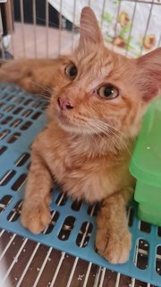 Special Ginger  - Tabby + Domestic Medium Hair Cat