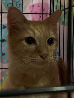 Special Ginger  - Tabby + Domestic Medium Hair Cat