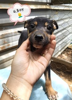 Puppies - Mixed Breed Dog