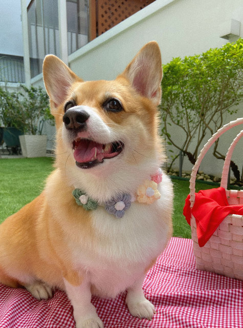 Yy - Corgi Dog