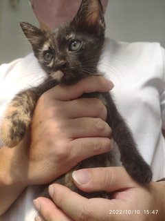 Blep - Tortoiseshell Cat