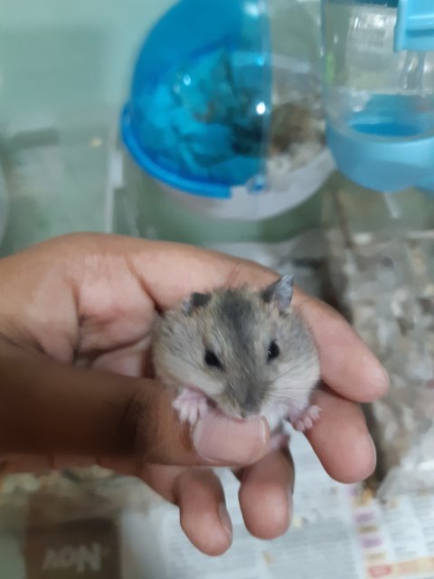 Winter White Dwarfs  - Short Dwarf Hamster + Mouse-Like Hamster Hamster