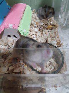 Winter White Dwarfs  - Short Dwarf Hamster + Mouse-Like Hamster Hamster