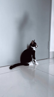 Rafael - Domestic Short Hair Cat