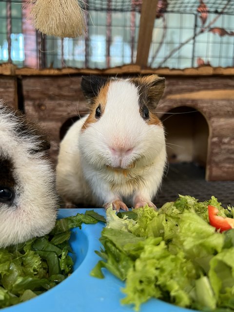 Murdock &amp; Teddy - Guinea Pig Small & Furry